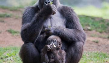 Gorillas and Game Parks