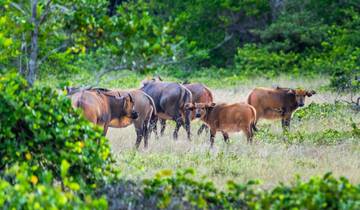 Animal Paradise Between Jungle and Sea