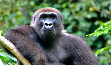 Paradis des animaux entre la jungle et la mer