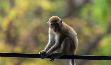 El Libro de la Selva Siam