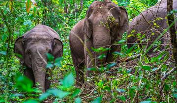 Dschungelbuch Siam Rundreise