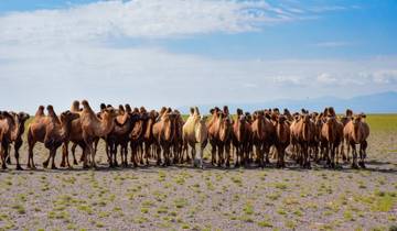 To the Altai Mountains for the Eagle Festival