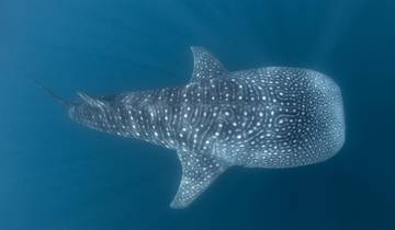 Whale Sharks, Volcanoes and Island Adventure Tour