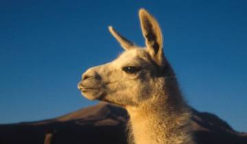 20 Day Chile & Argentina Itinerary, incl. Atacama Desert and Patagonia