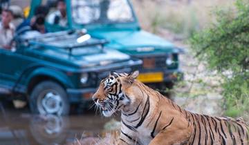 GOLDEN TRIANGLE TOUR WITH RANTHAMBORE SAFARI 8 DAYS Tour