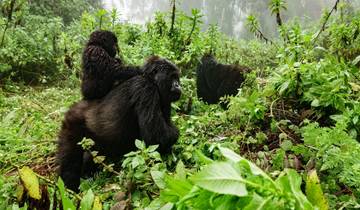 5 Day Gorillas and Chimpanzee Adventure Tour