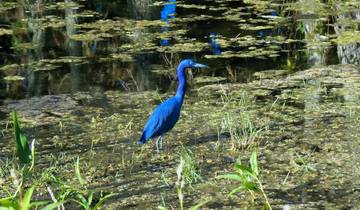8 Day Louisiana Itinerary, incl. New Orleans and Lafayette
