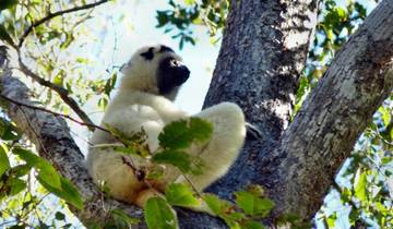 21 Days in Madagascar, incl. Antananarivo and Ranomafana