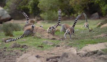 21 Day Madagascar Itinerary, incl. Antananarivo and Isalo National Park