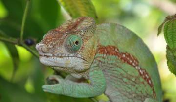 21 Day Madagascar Itinerary, incl. Antananarivo and Isalo National Park