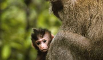 Bali Bucketlist: Jungle Swing zum Gate of Heaven! Rundreise