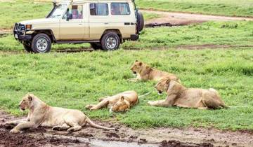 Kenia - 8 días atrapa a los 5 grandes