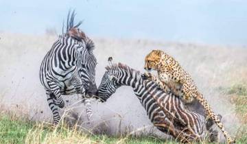 Kenya-6 days featuring classic safari Tour