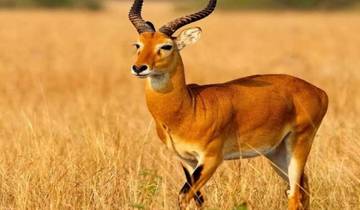 Day Trip to Nkomazi National Park Tour