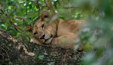 8 Days: Serengeti, Ngorongoro, Tarangire & Materuni Culture Tour Tour