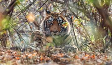 India Tiger Safari Tour with Khajuraho Tour