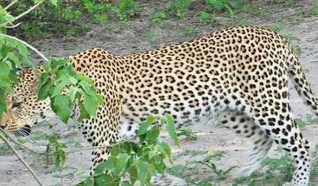 Livingstone Adventures & Okavango Delta–Chobe Safari Experience – 7 Days