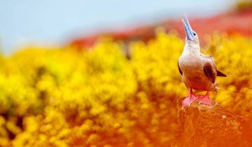 De \"Grote Vijf\" van Zuid-Amerika-rondreis