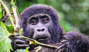 Best of Uganda Gorilla, Chimpanzee And Wildlife Safari