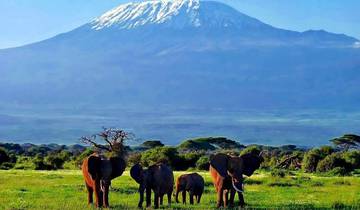 6 DAYS AFFORDABLE CLASSIC KENYA SAFARI Tour