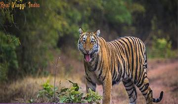 Ultimate Tiger safari in India from Mumbai Tour