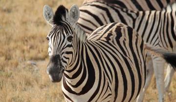 3 Day Etosha Express Lodge Safari * DEPARTING TUESDAY Tour