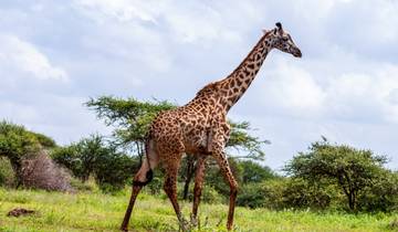 Beste 9 Tage -Safari in Kenia & Tansania, Afrika: Start von Nairobi zum sten -