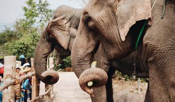 Laos Intense: Gentle Giants & Local Life