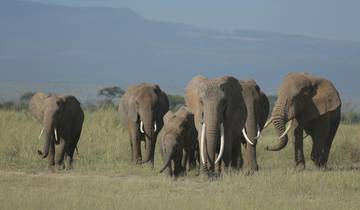 Tansania Safari ab Arusha 3 Tage