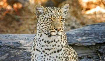 7 Days in Botswana, incl. Central Kalahari and Okavango Delta