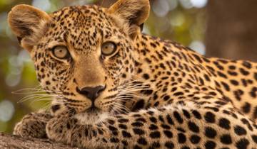 Kruger, Delta, Chobe & Falls - 14 days