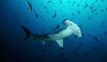 Le chemin des requins aux Galápagos circuit