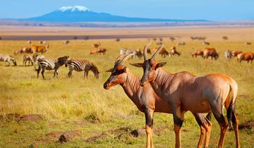 Serengeti & Kilimanjaro (from Nairobi to Kilimanjaro) Tour