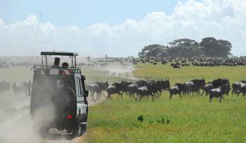 Beste 3 Tage Serengeti, Tansania Gruppensafari Startet von Arusha - Rundreise