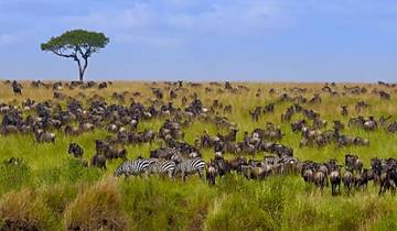 Beste 4 Tage Serengeti, Tansania Gruppensafari: Startet von Arusha Rundreise