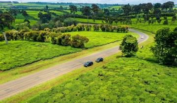 Limuru Tea farm Tour Tour