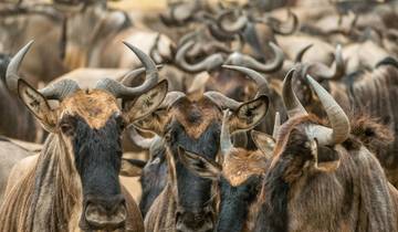 Safari de 8 jours au Kenya pour la migration des gnous