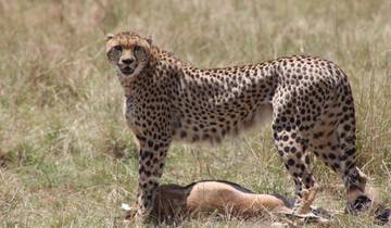 3 Day Masai Mara Private Safari Tour