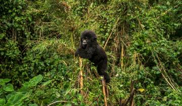 4 dagen Rwanda Ultieme Gorilla Trek Rondreis door-rondreis