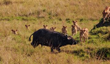 5 Days a must go Kenya Safari in iconic Masai Mara and Amboseli Tour