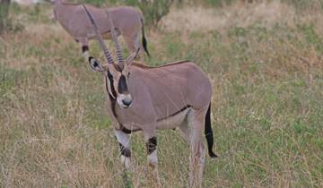 15 dagen Romantische Huwelijksreis Safari