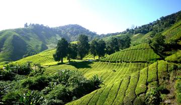 Découverte des Cameron Highlands et du Mont Brinchang (KUL - KUL)