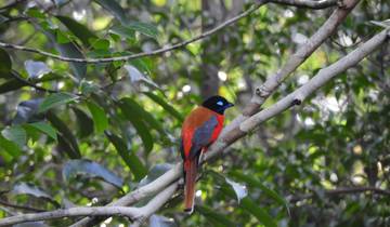 3 Day Malaysian Rainforest Itinerary, incl. Kuala Lumpur and Rompin State Park