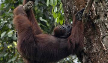 Splendeurs de Bornéo : de Kuching à Kota Kinabalu