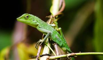 7 Days in Borneo, incl. Kuching and Kota Kinabalu