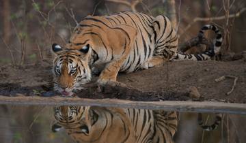 Central India Tiger Trails with Indian Marvels