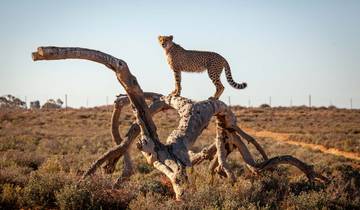 Big Five Safari and Cheetah Program Tour Cape Town Tour
