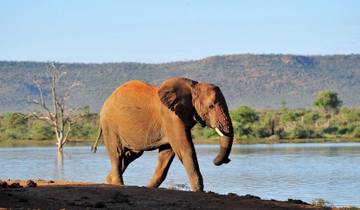 Family Safari, Madikwe Game Reserve, Big Five Tour
