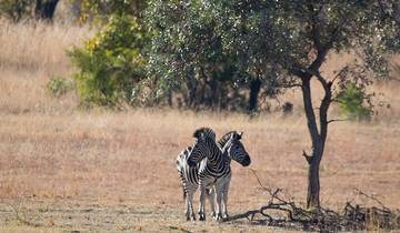 3-Day Pilanesberg Big Five Bush Adventure from Johannesburg