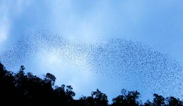 3 Day Gunung Mulu National Park Itinerary, incl. Deer Cave and Clearwater Cave
